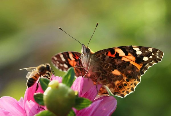 How Can You Design a Small Urban Garden to Attract Pollinators?